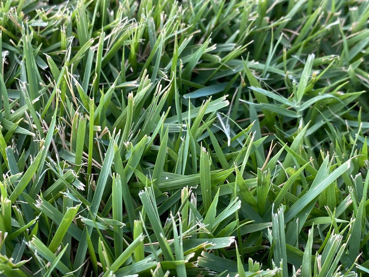 5 Tips to Keep Your Fescue Alive in the South