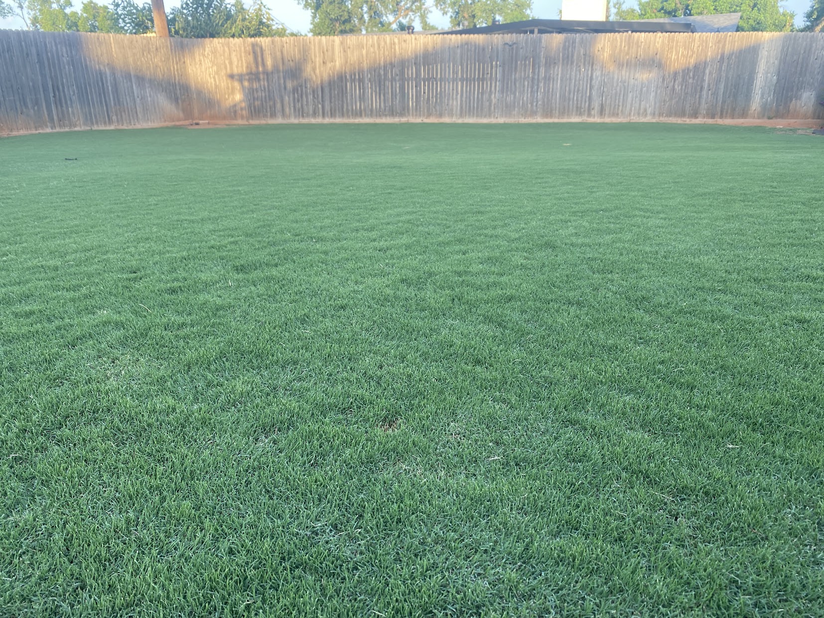 Lawn Sandbur Stickers The Best Way To Deal With Sandburs Lawn Sandbur Stickers The Best Way To Deal With Sandburs