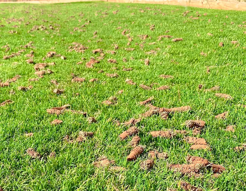 Soil plugs on aerated lawn in Oklahoma City
