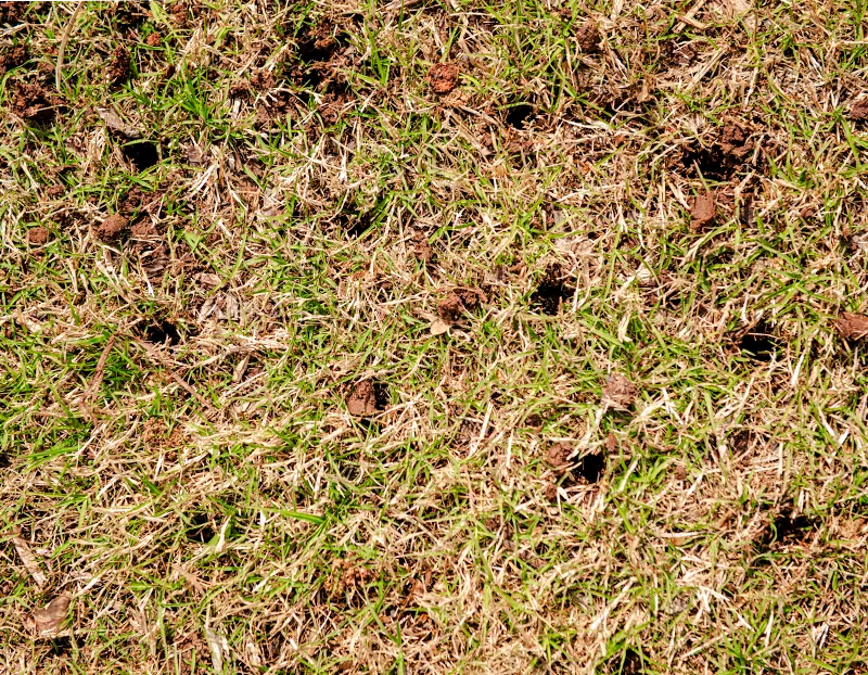 Aerial view of aerated lawn with holes