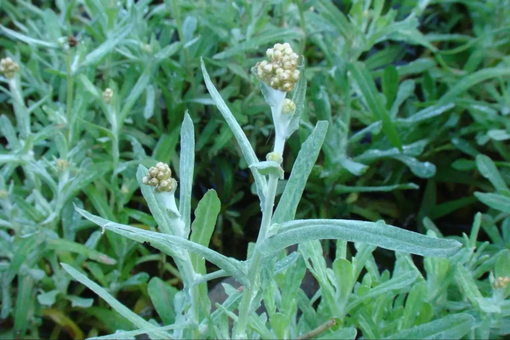 Cudweed