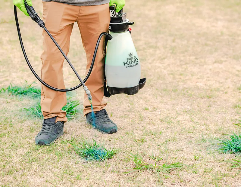 Dallisgrass control spray on Oklahoma City lawn
