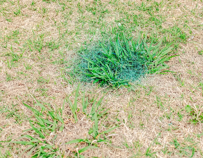 Closeup of dallisgrass weed