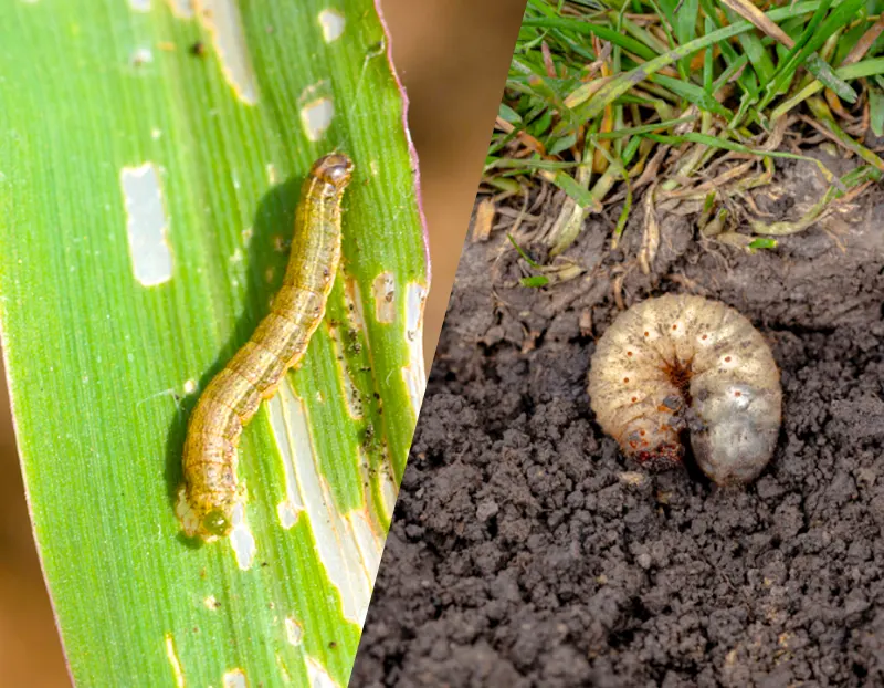 Armyworm and grub