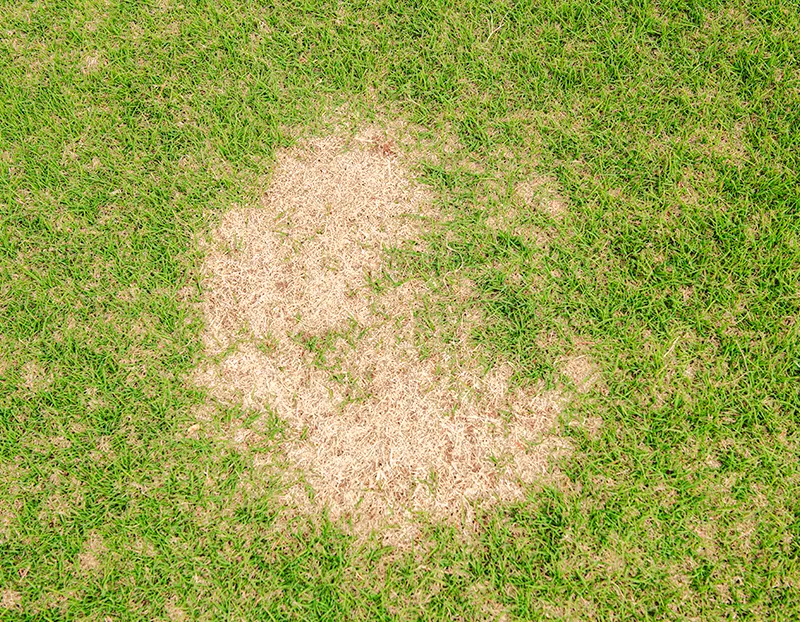 Closeup of grass dead spot from winter kill in Oklahoma City yard