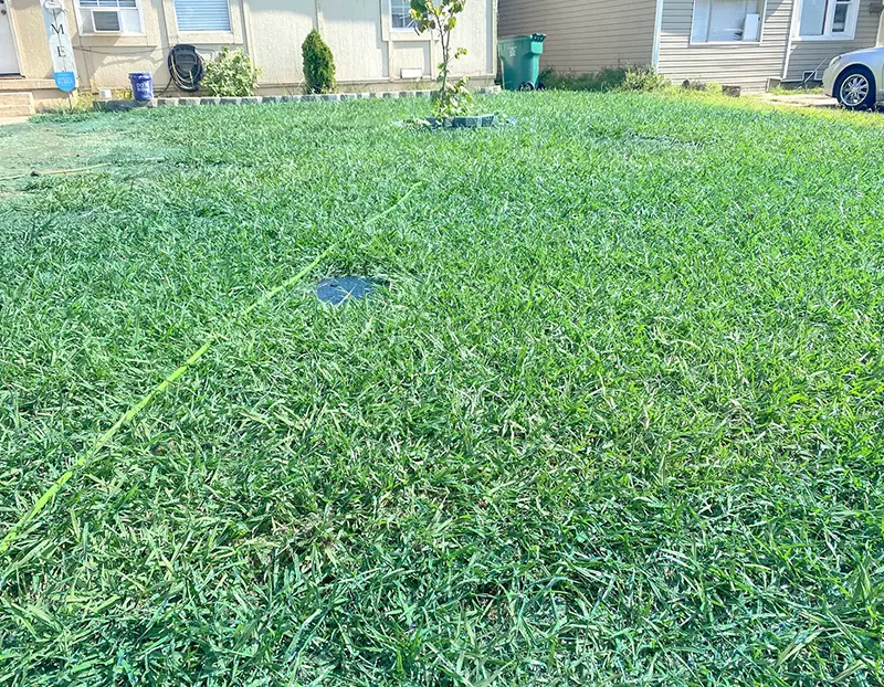 Oklahoma City lawn with dallisgrass weeds Oklahoma City lawn with dallisgrass weeds