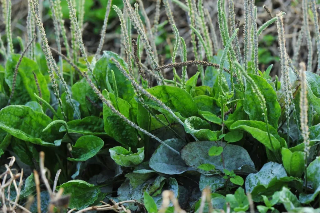 Plantain Weed