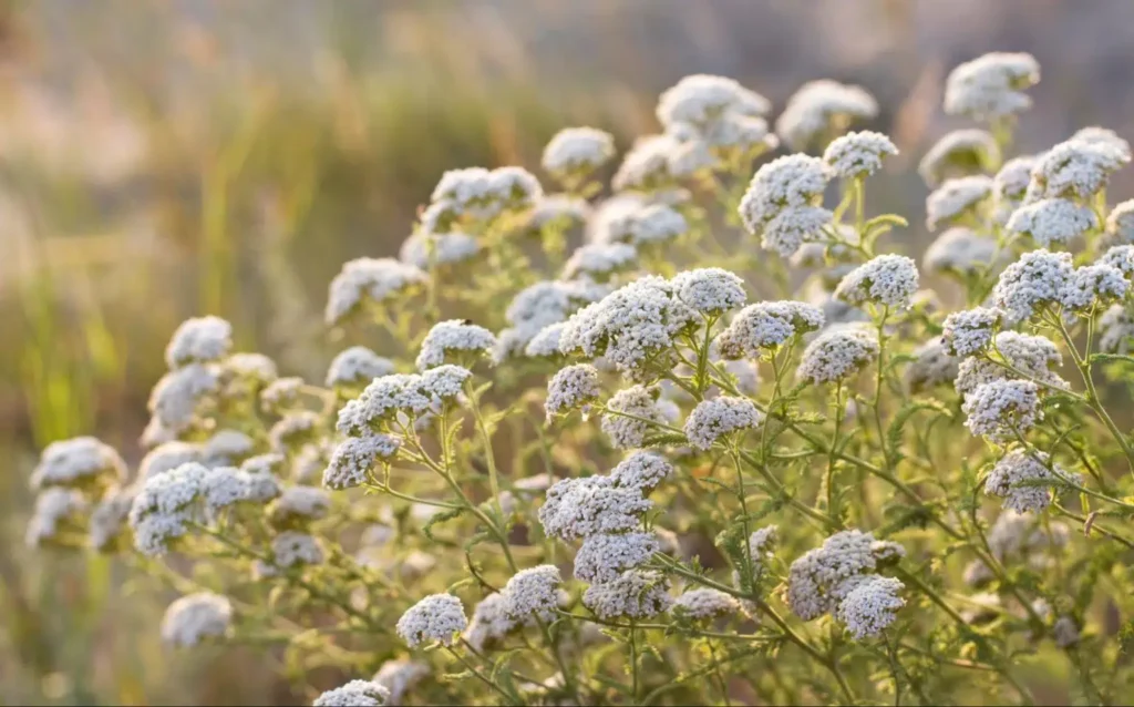 Yarrow Weeds